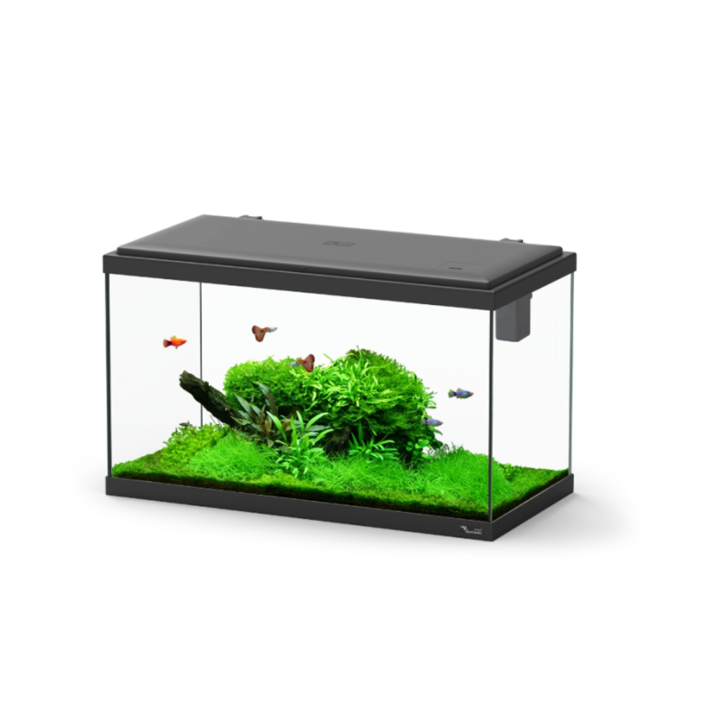 Fish tank with green plants and small fish on a white background
