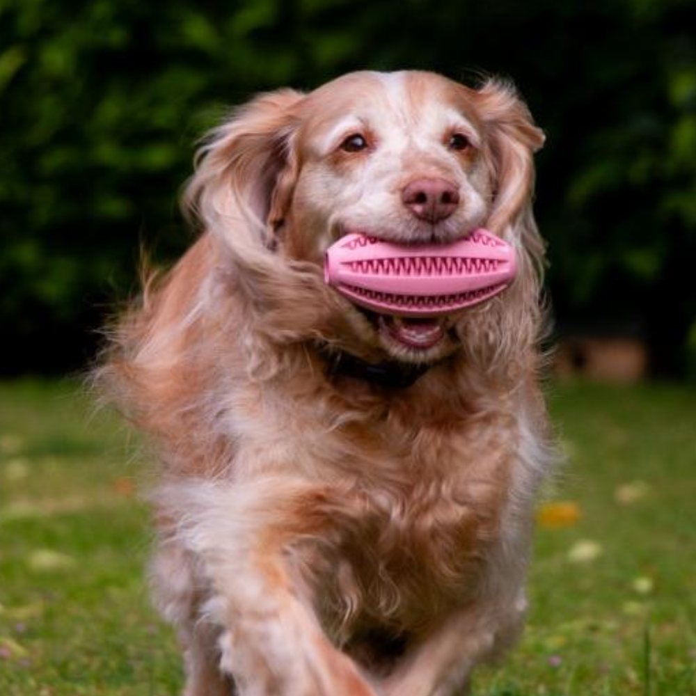 Ancol Örva Rugby Treat Ball – Interactive Enrichment Toy