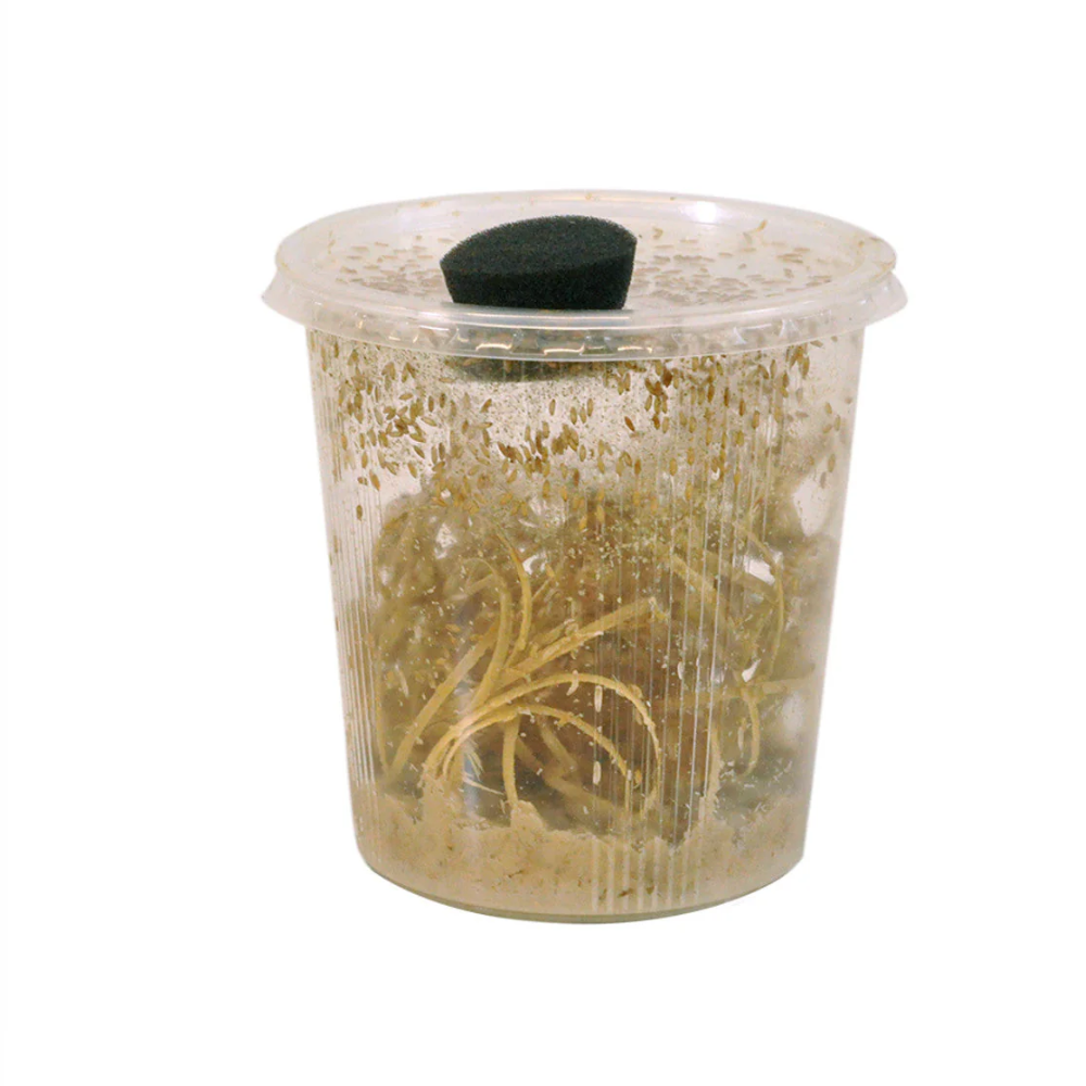 Fruit Flies (Drosophila)