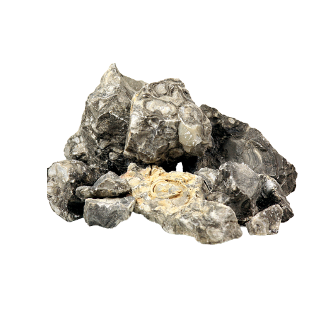 BLACK SNAILSTONE – Natural Decorative Aquarium Stone | Unique Aquascaping Rock for Fish & Turtle Tanks