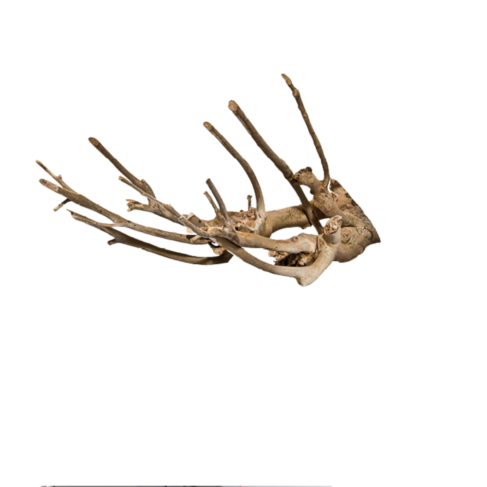 TALAWA WOOD – Natural Aquarium Driftwood | Premium Aquascaping Root for Aquariums & Terrariums (Sold per kg)
