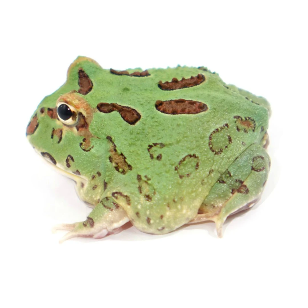 Pacman Frog Green