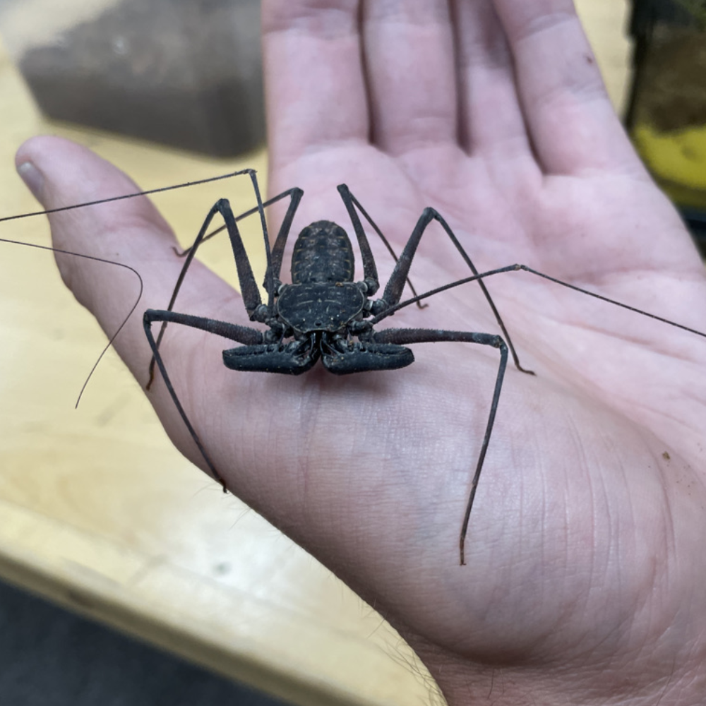 Tailless Whip Scorpion (Amblypygi sp.) – Captive-Bred Arachnid | Fascinating Display Invertebrate