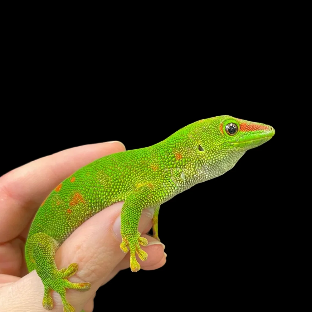 Day Gecko (Phelsuma sp.) – Captive-Bred Tropical Lizard | Active Arboreal Species