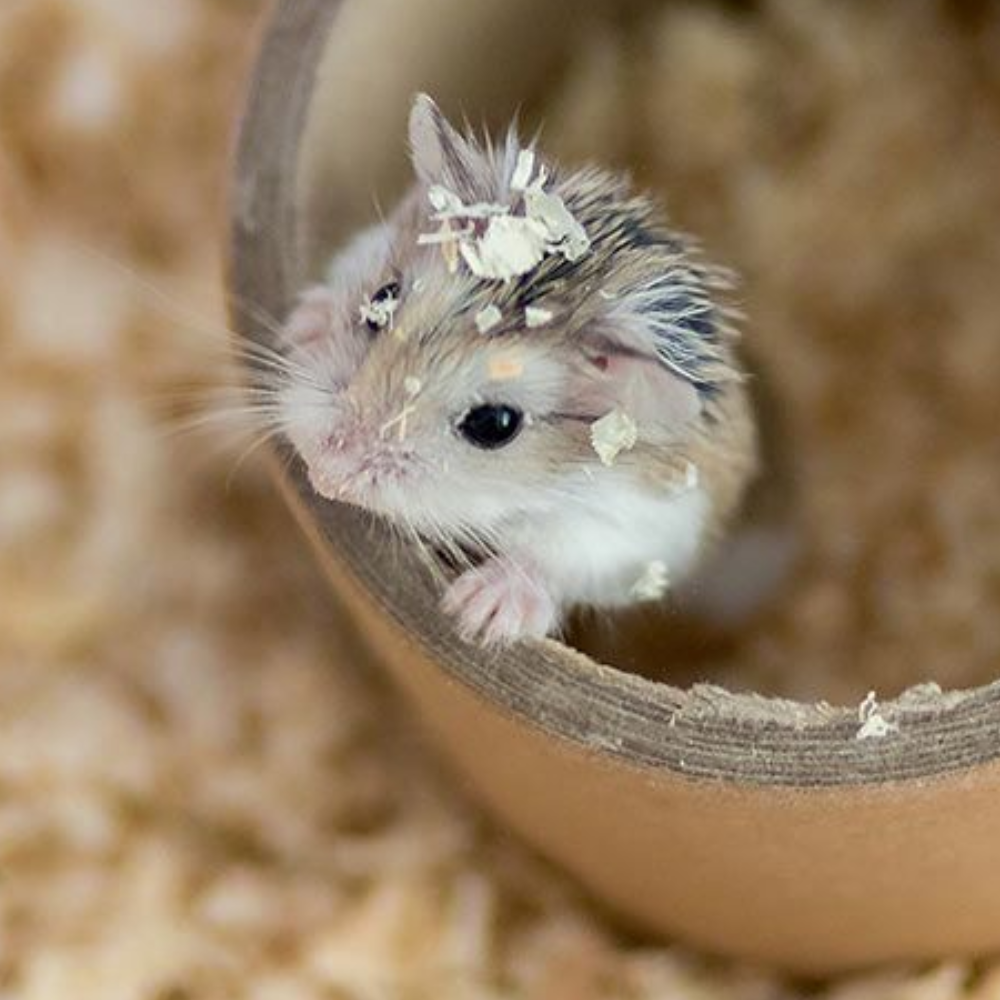 Roborovski Hamster (Robo) — For Sale