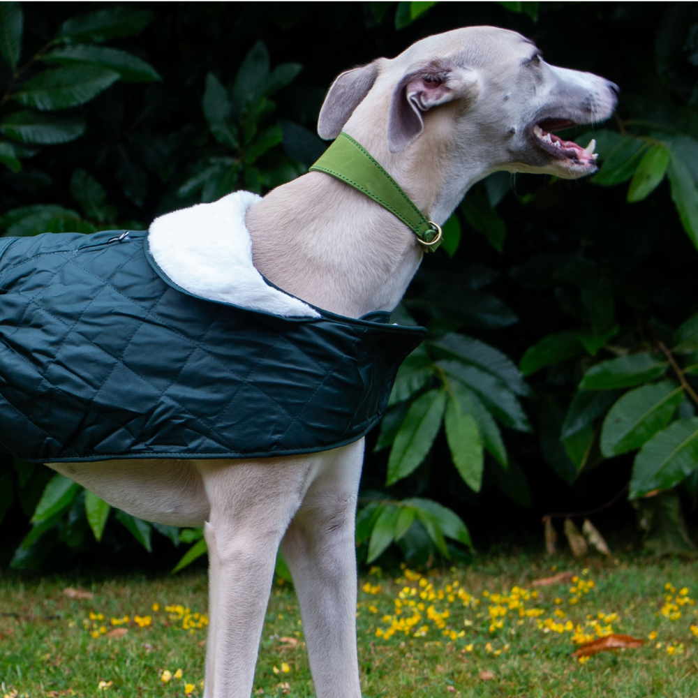 Ancol Greyhound Padded Leather Collar Black 34-43cm