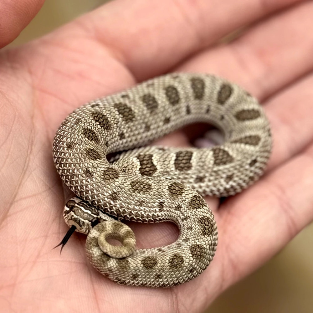 Western Hognose Snake – Conda Morph (Heterodon nasicus)