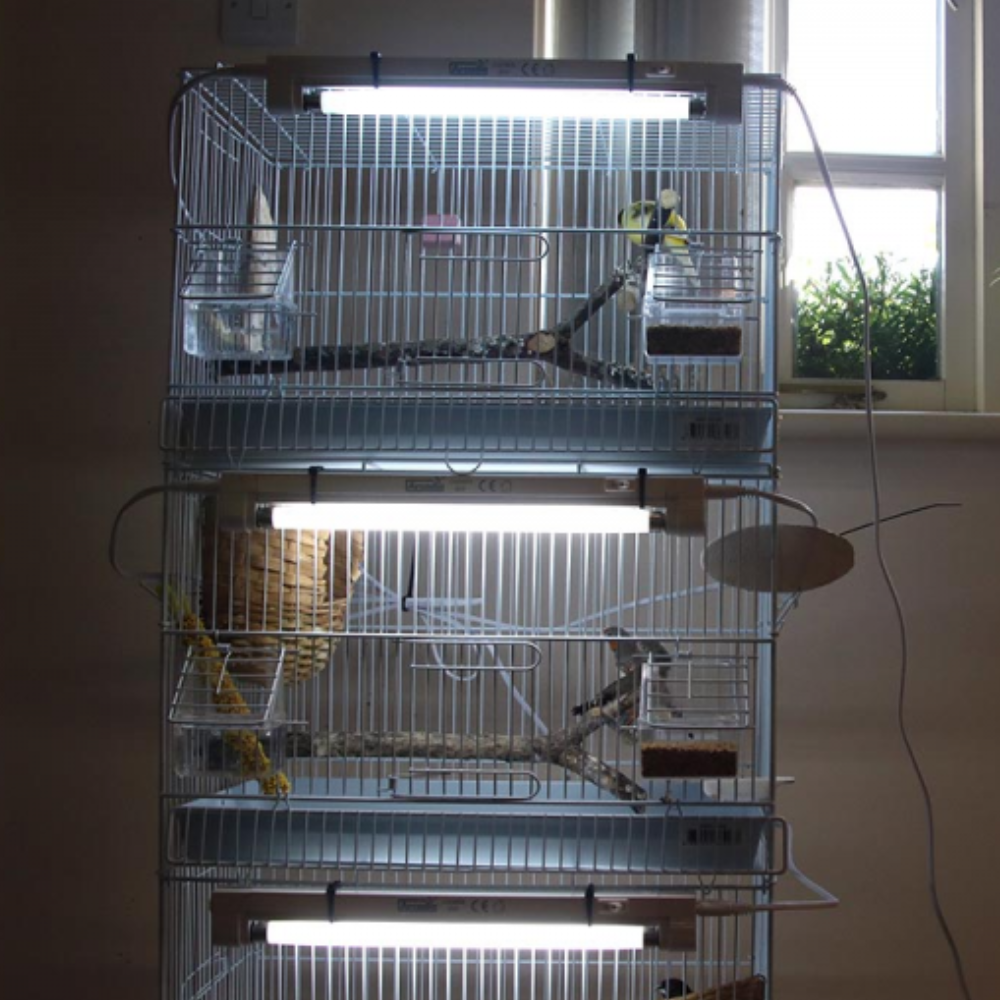 Arcadia Mini UVB Kit 2.4 % – 8 W / 30 cm (Bird & Reptile Lighting)