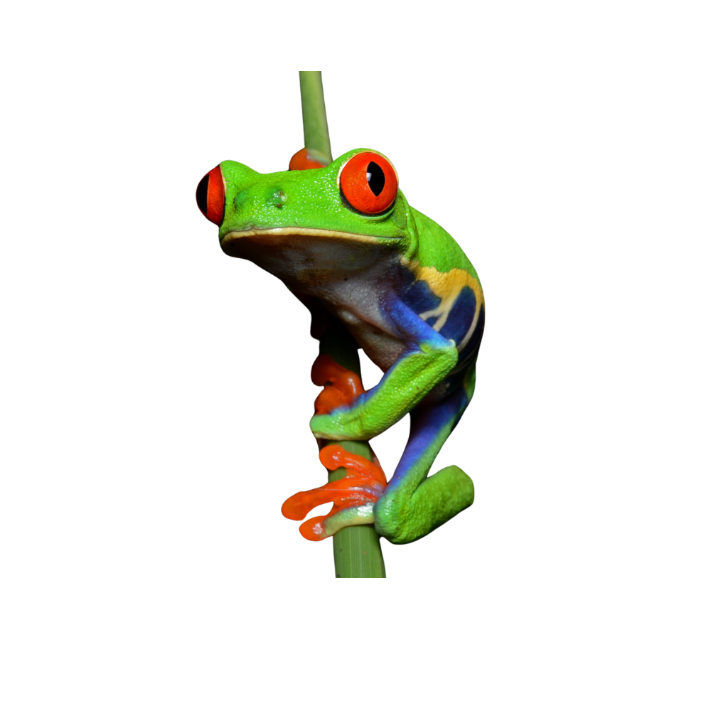 Red-Eyed Tree Frog (Agalychnis callidryas) – Captive-Bred Tropical Tree Frog