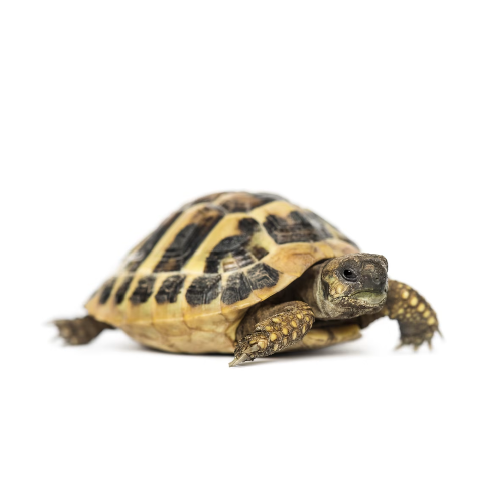 Hermann’s Tortoise (Testudo hermanni) – Captive-Bred Mediterranean Tortoise