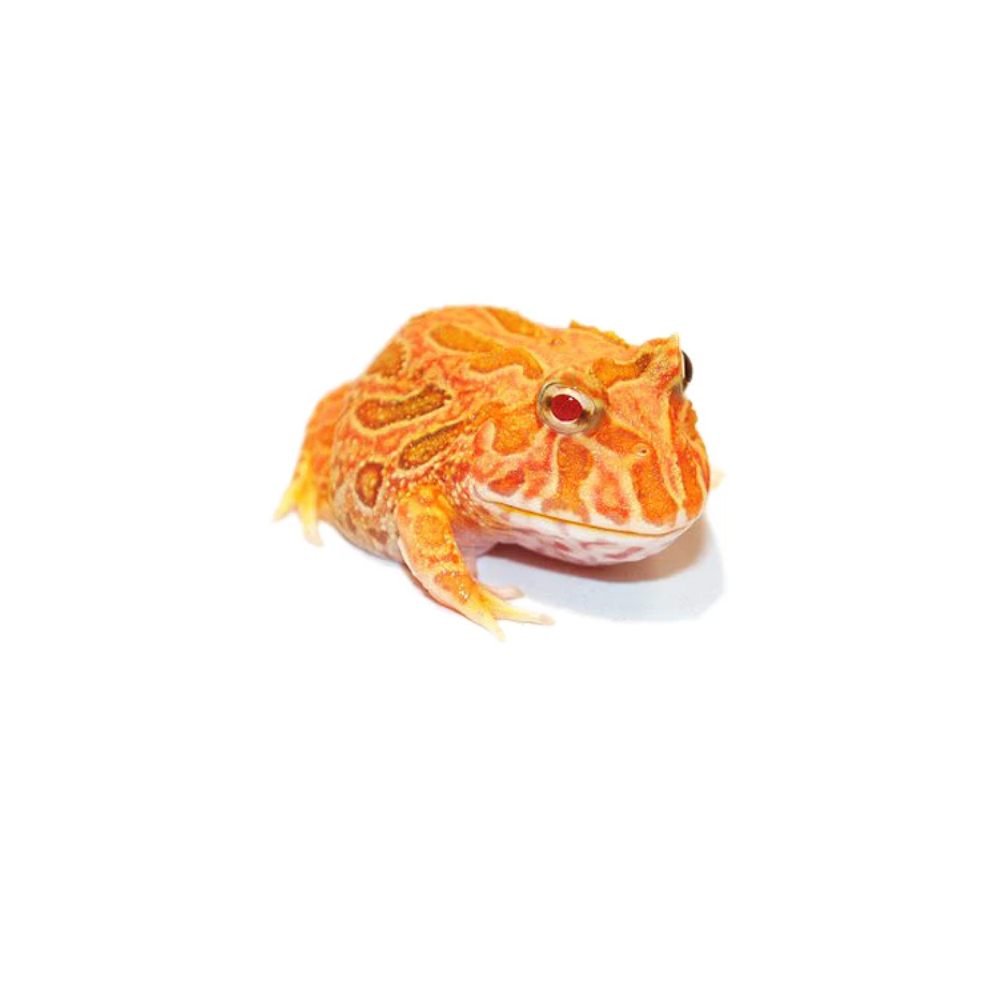 Pacman Frog – Naturepride