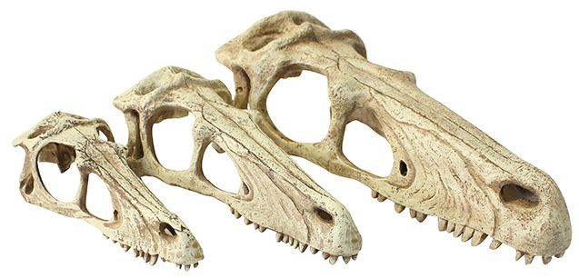 Raptor Skull