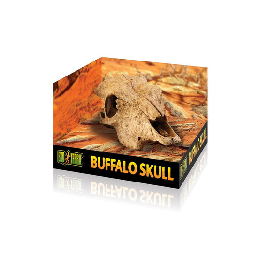 Buffalo Skull