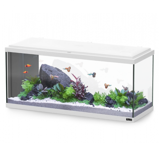 Aquarium Explorer Amsterdam 80 White W/Biobox