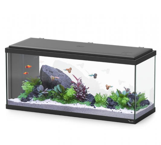 Aquarium Explorer Amsterdam 80 Black W/Biobox