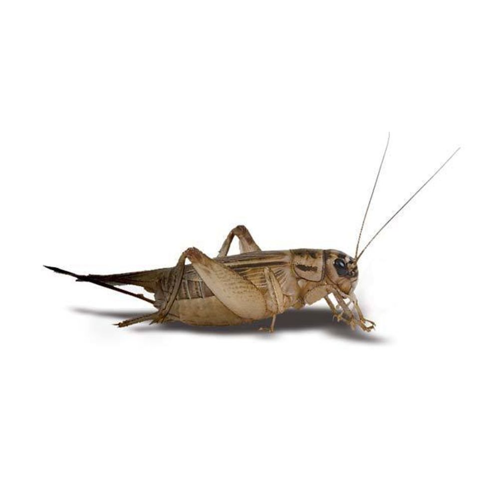 Crickets Portion