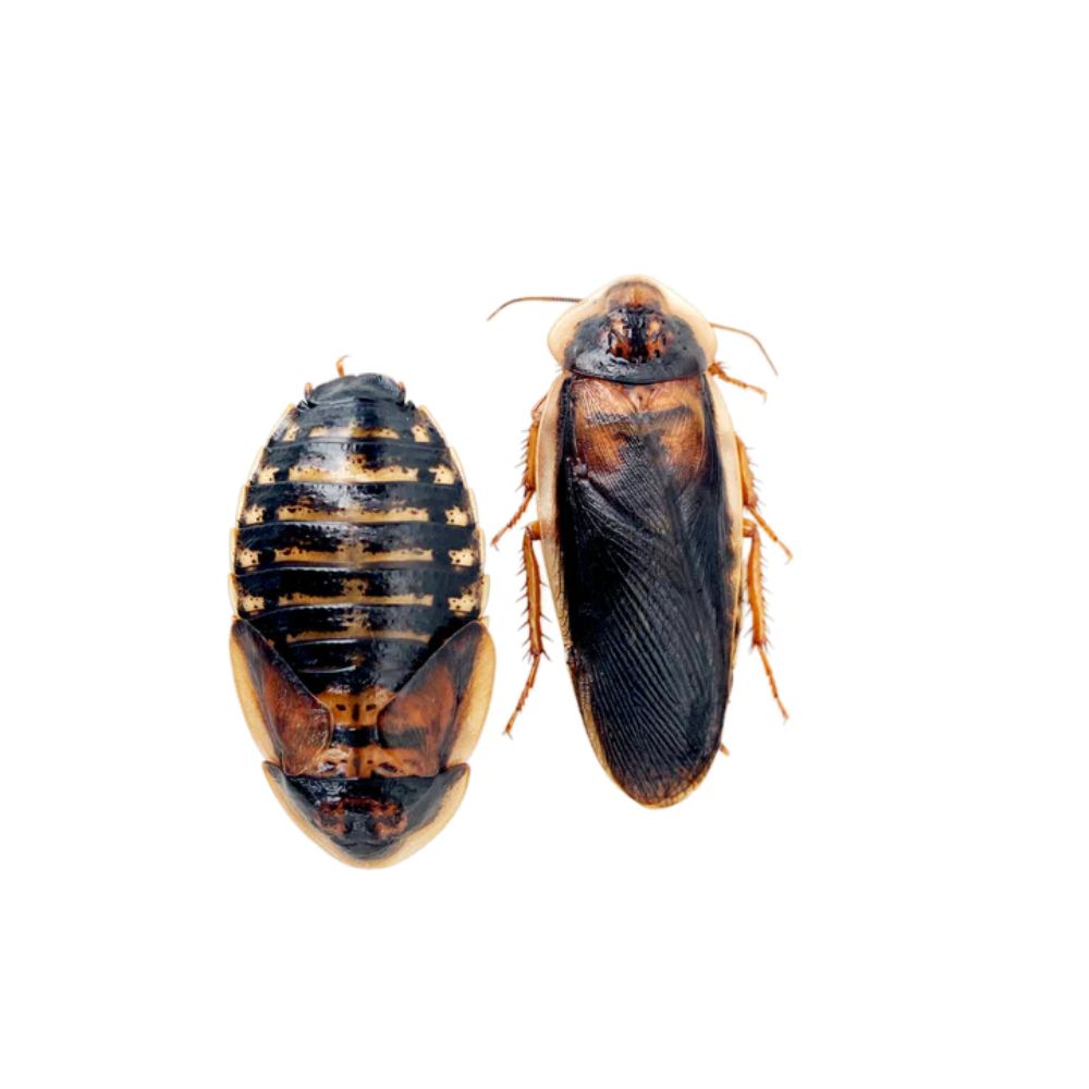 Dubia Roach Adult 12Pc