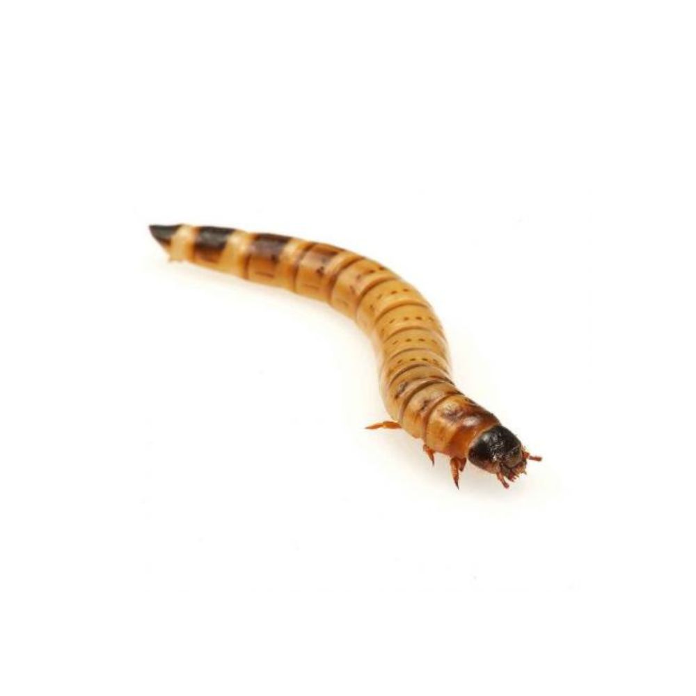 Mealworms