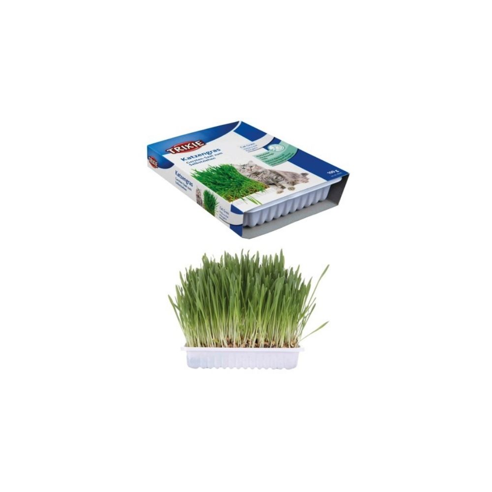 Cat Grass