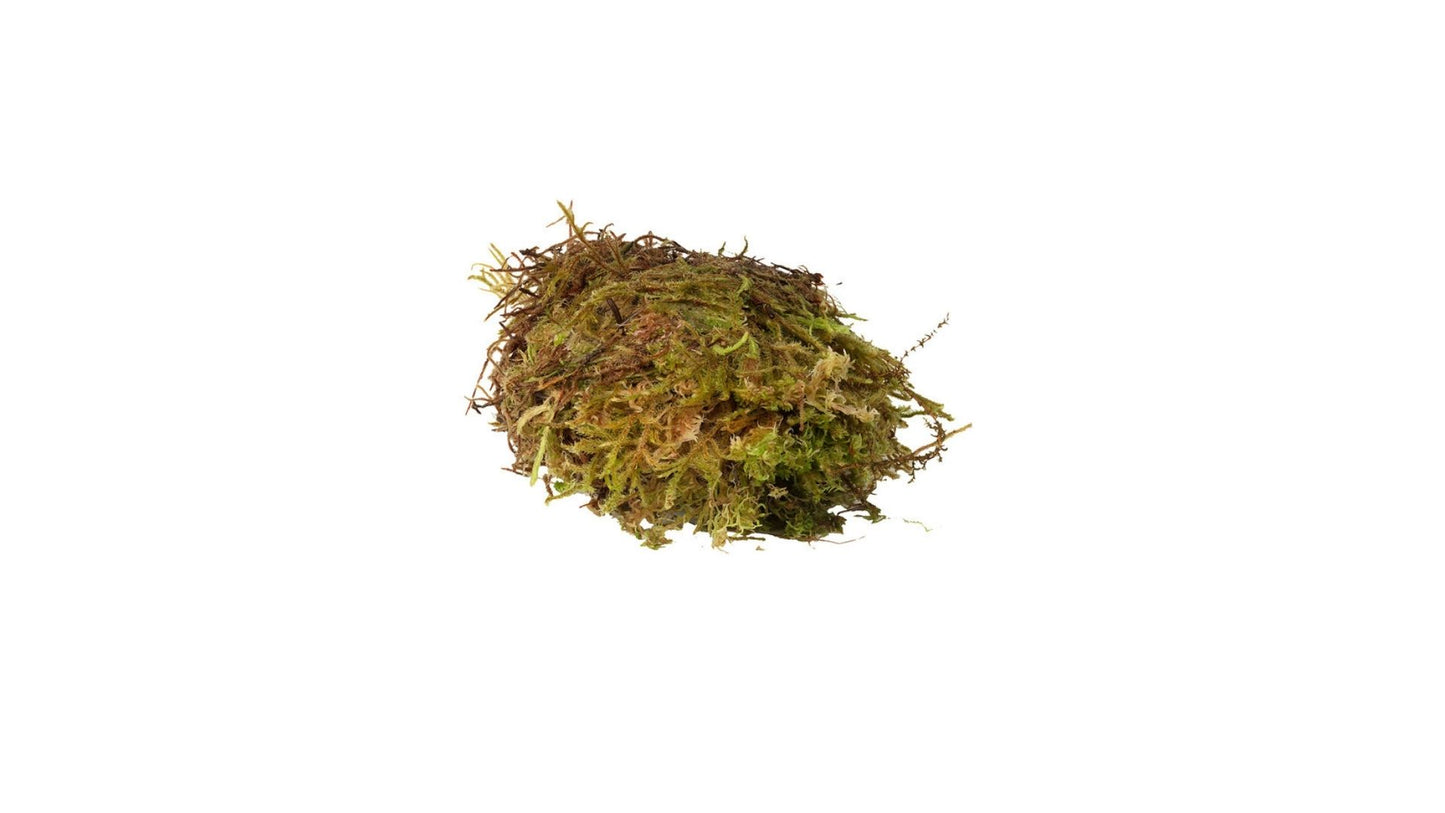 Sphagnum Moss