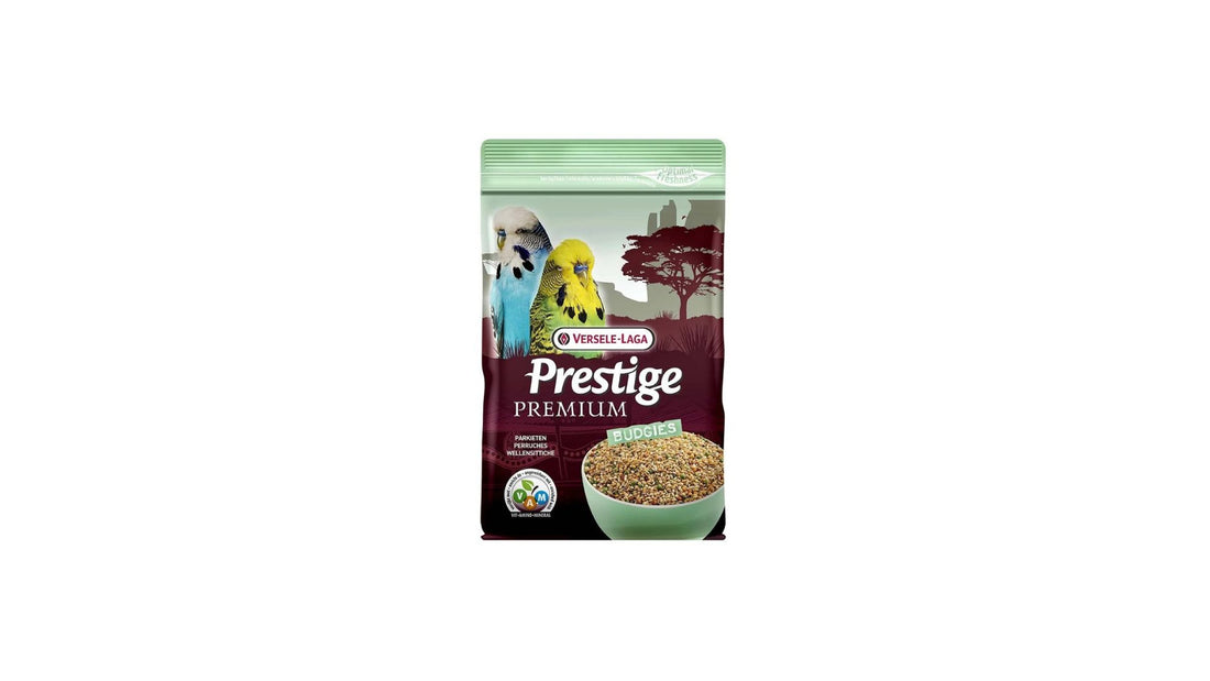 Premium Budgie