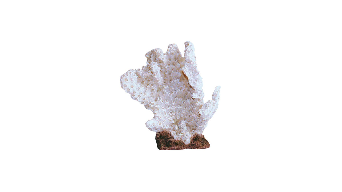 Beauty Coral 3