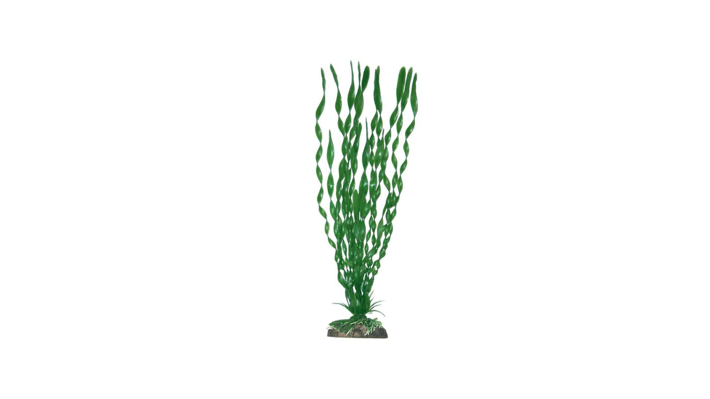 Plant Classic Vallisneria