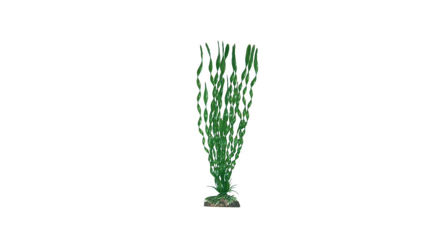 Plant Classic Vallisneria