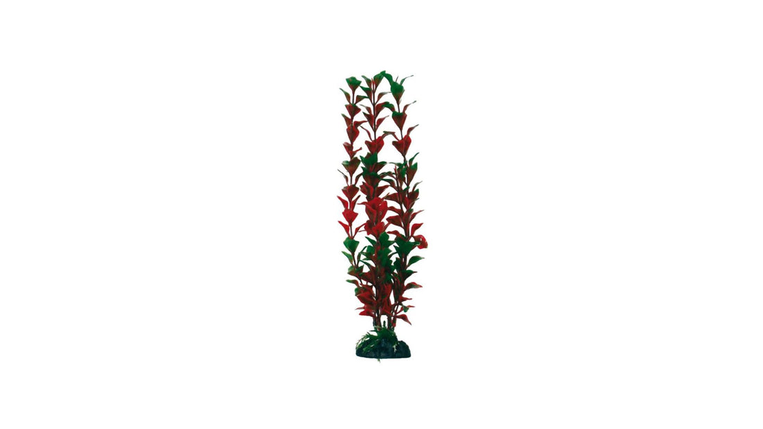 Plant Classic Ludwigia