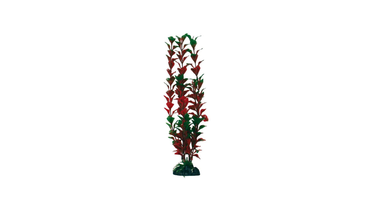 Plant Classic Ludwigia