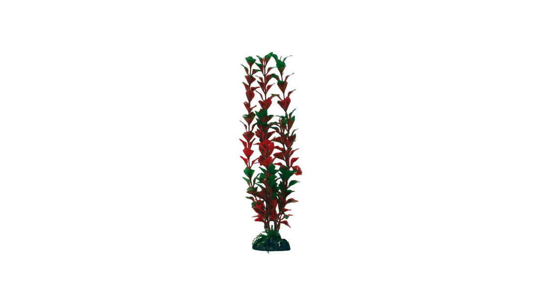 Plant Classic Ludwigia