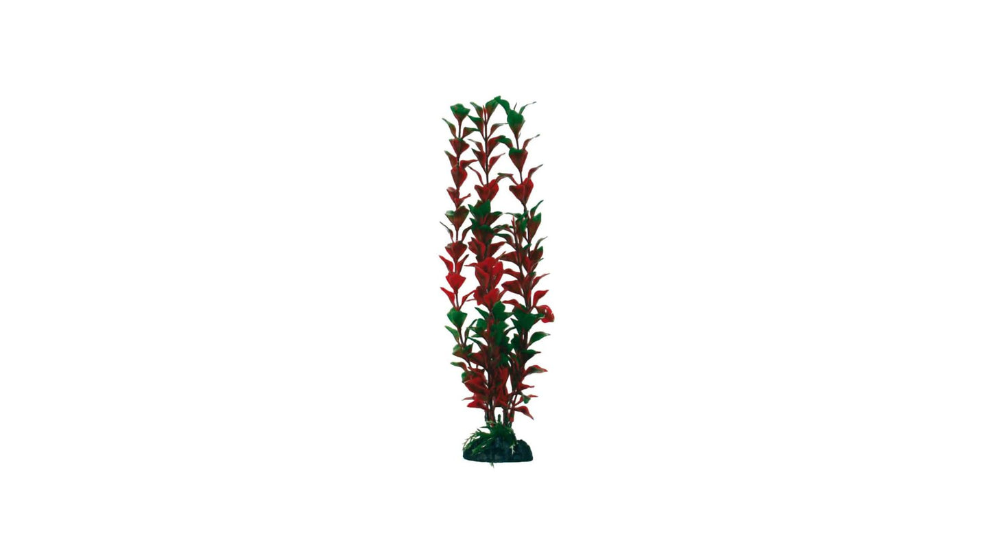 Plant Classic Ludwigia