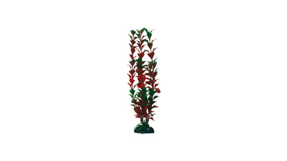 Plant Classic Ludwigia