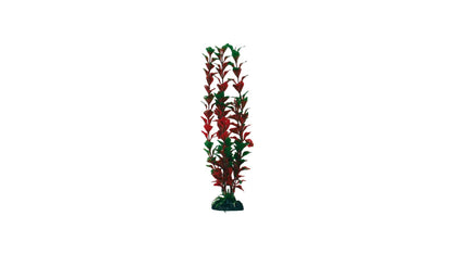 Plant Classic Ludwigia