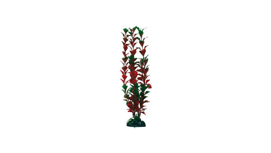 Plant Classic Ludwigia