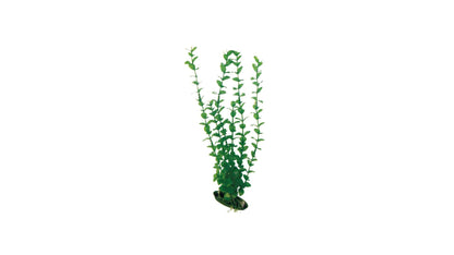 Plant Classic Rotala