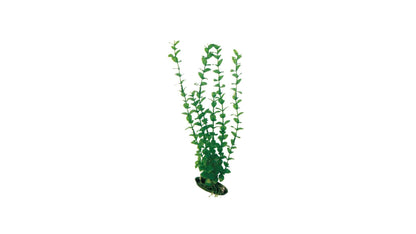 Plant Classic Rotala