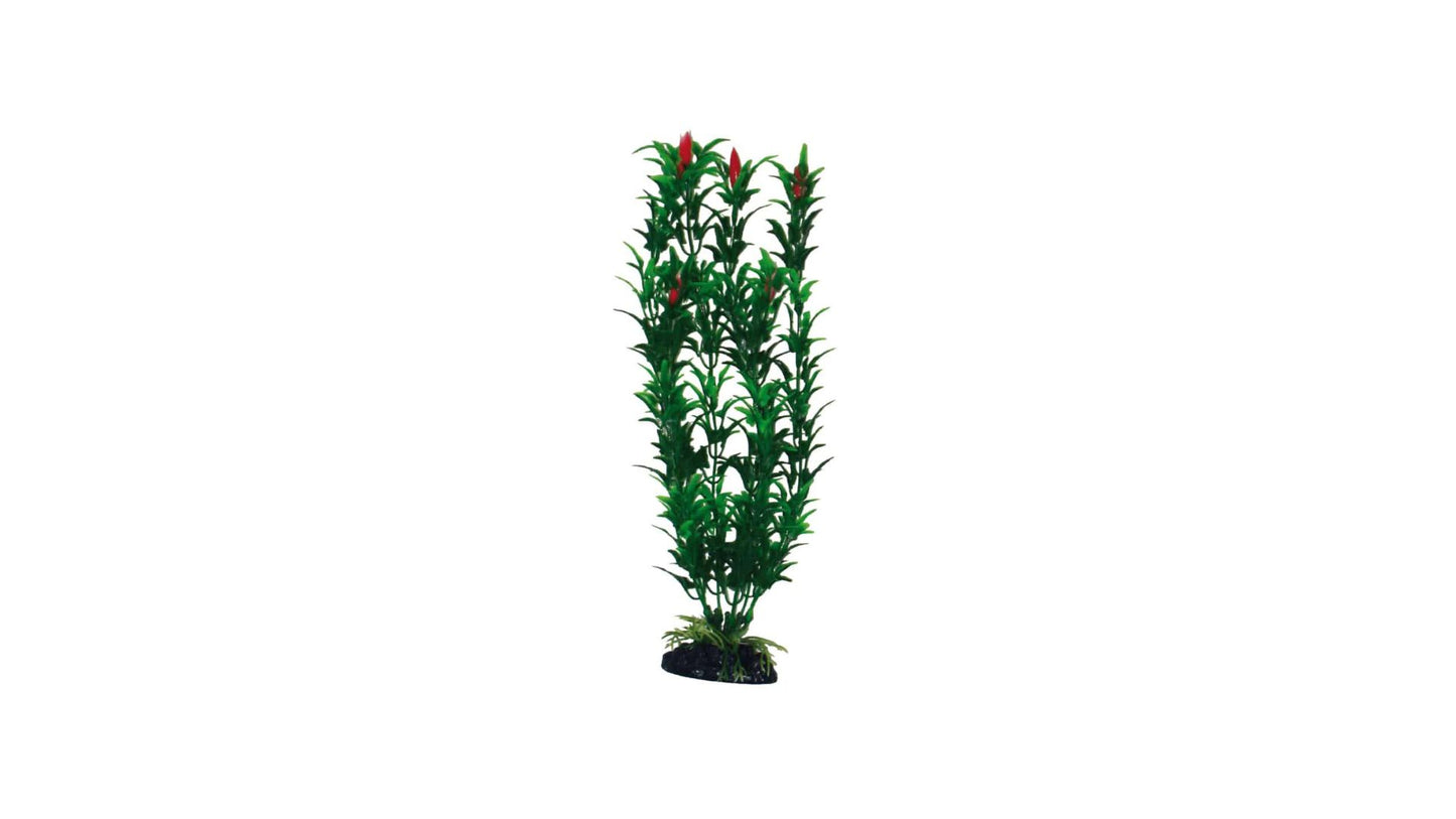 Plant Classic Egeria Flower Bicolour