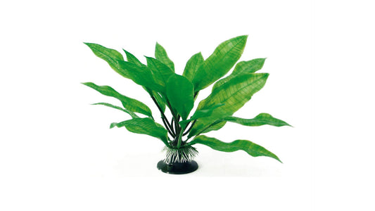 Plant Classic Echinodorus