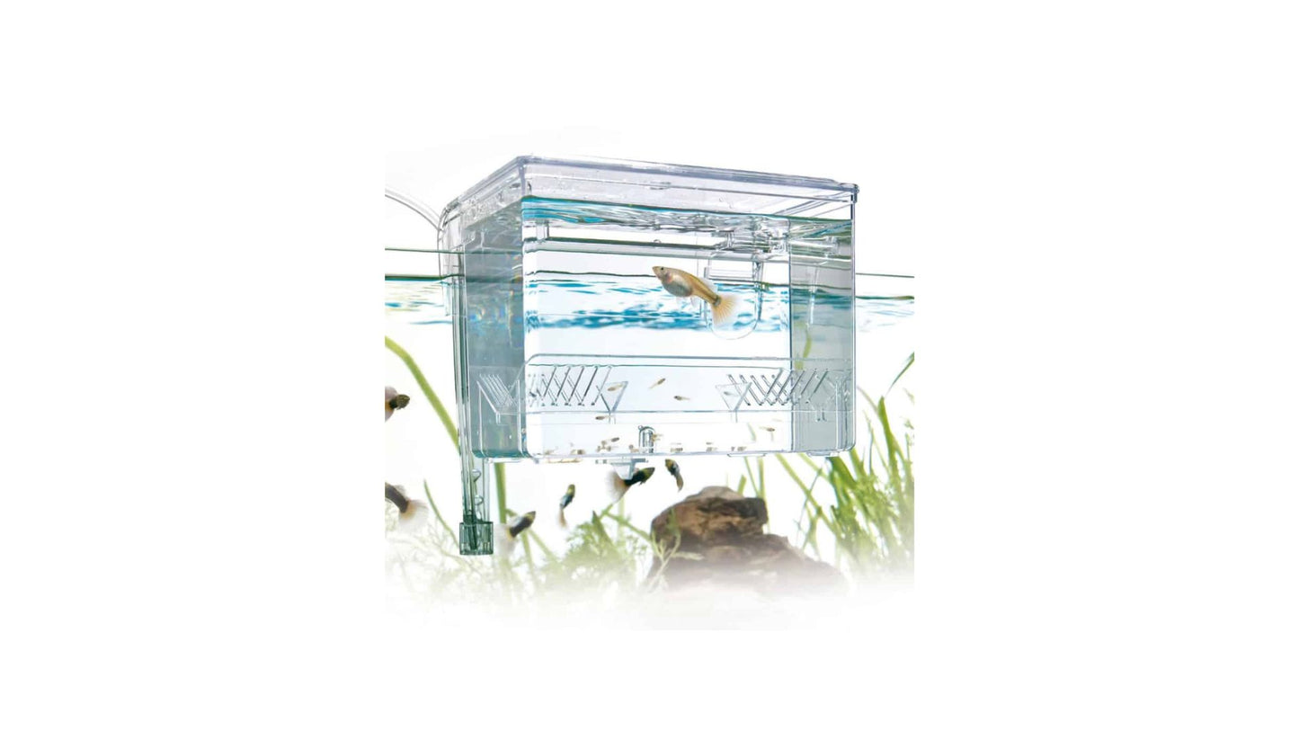 External Fish Breeding Box