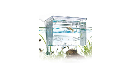 External Fish Breeding Box