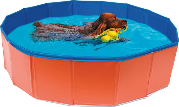 Dog Swimming Pool