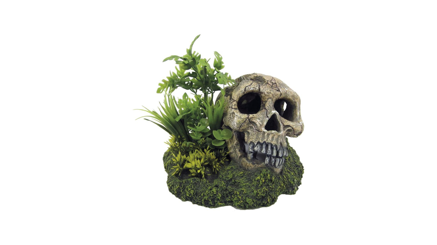 Skull with Plants