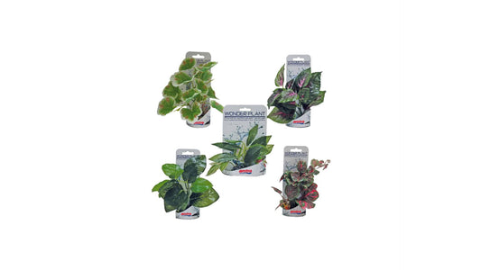 Wonder Plant Series B 15-18cm