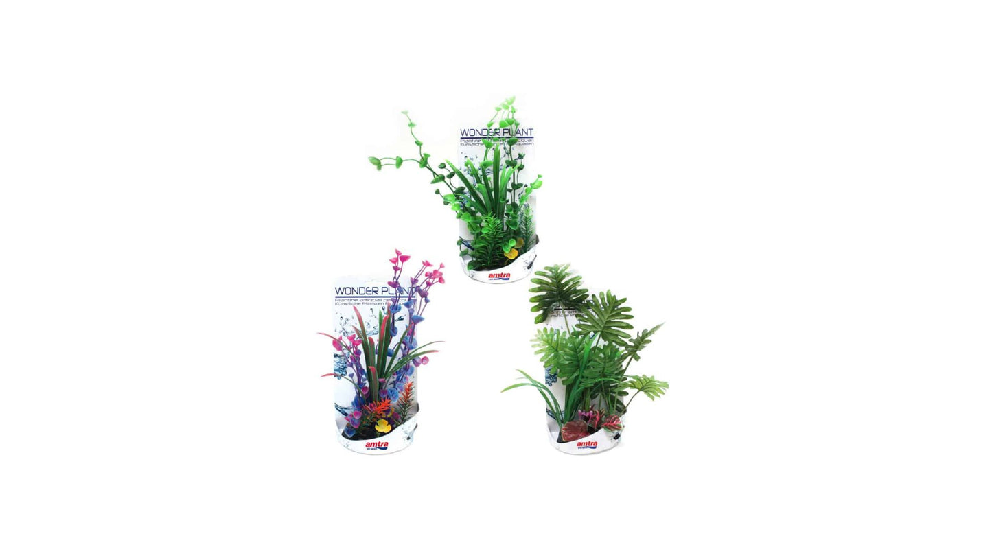 Wonder Plants Series H 30-35cm