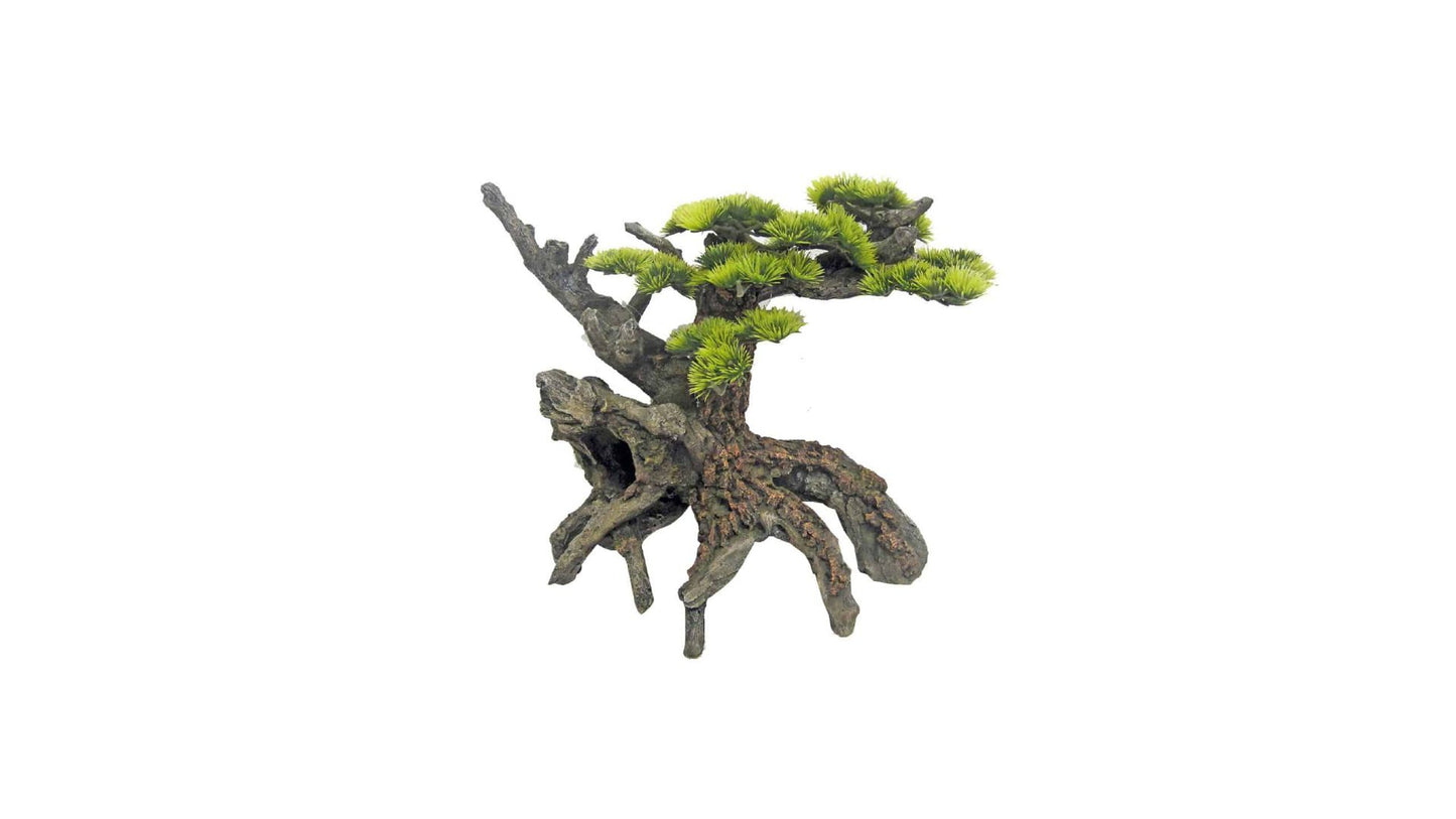 Japan Bonsai