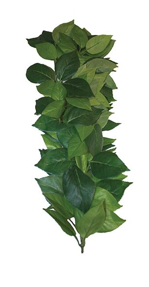 Hanging Ficus Plant