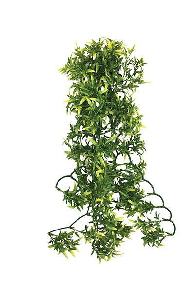 Croton Plant