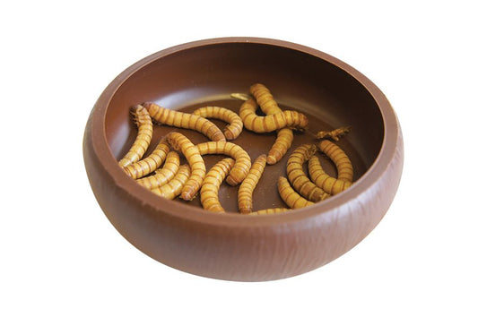 Mealworm Dish