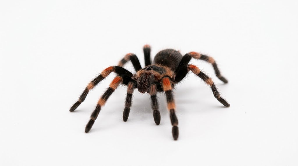 Mexican Red Knee Tarantula (Brachypelma hamorii) Sling – 1cm